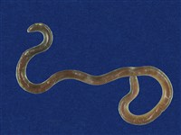 藏品(盲蛇)的圖片